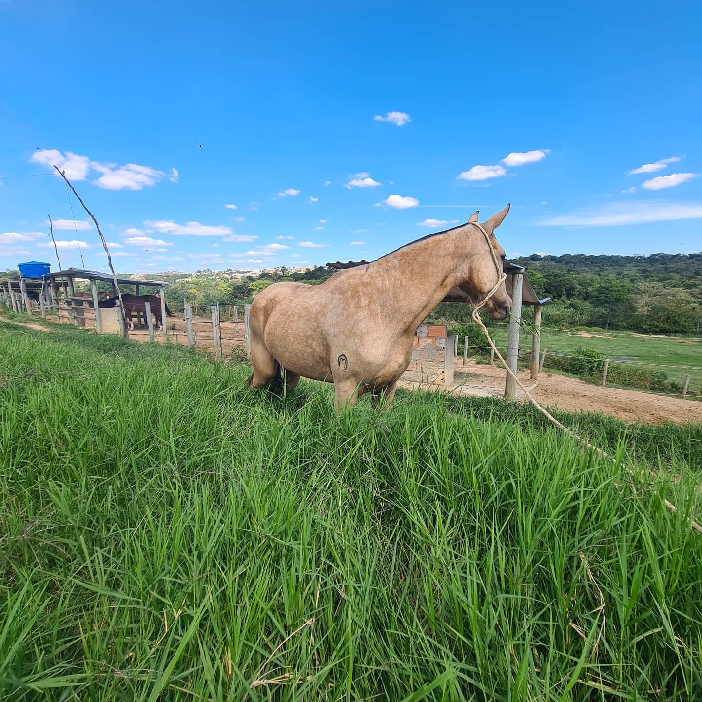 Fazenda Morro Redondo - Hospedagem de Cavalos em Contagem MG